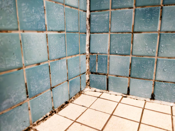 Forensic Mold Investigation in San Rafael, NM